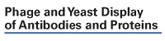 Phage & Yeast Display