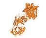 Revival of Bispecific Antibodies